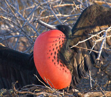 fregattvogel