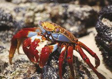 Galapagos Krebs